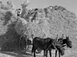 Transporte-de-palha.-Anos-50